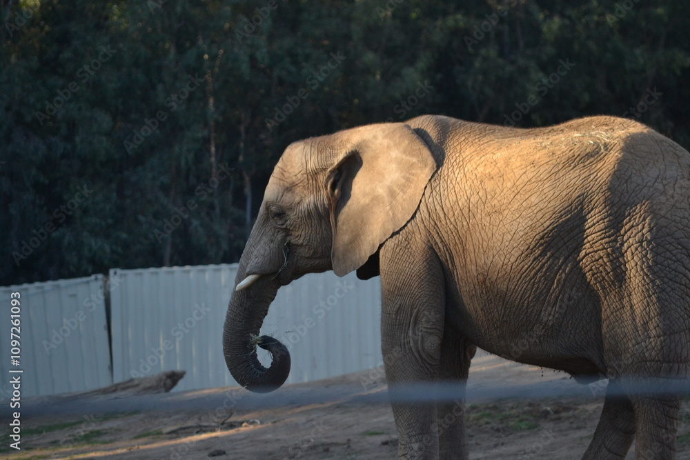 Fototapeta premium elephants in the zoo