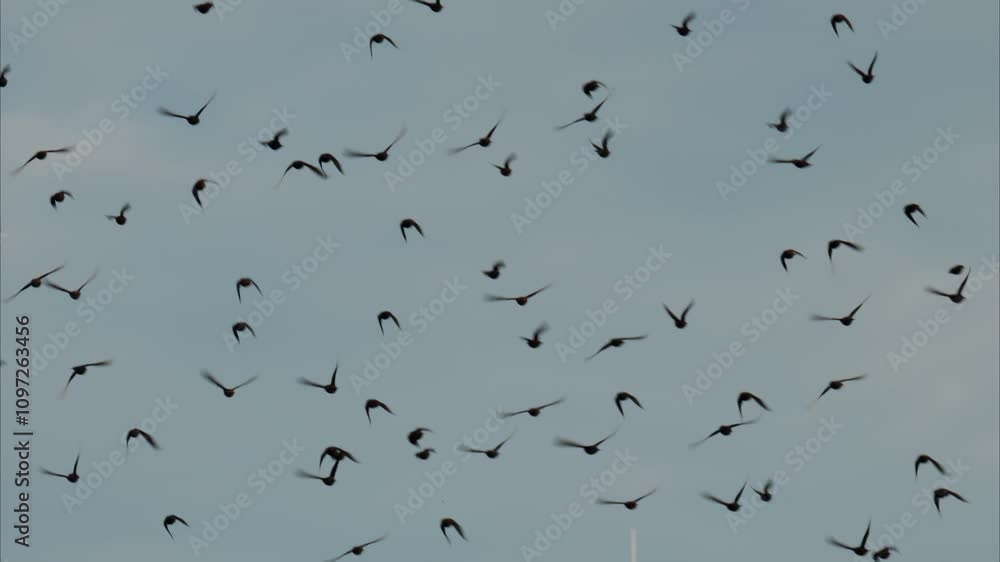 A flock of birds flying with the blue sky on the background A flock of birds flying with the blue sky on the background