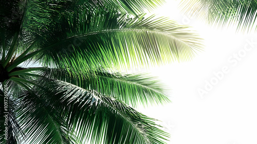 Wallpaper Mural Lush Green Palm Fronds Background Image Torontodigital.ca