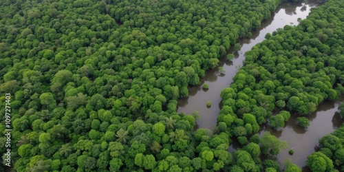 Aerial drone view of Anavilhanas archipelago in flooded Amazonia forest, Brazil, Amazonia, environment photo