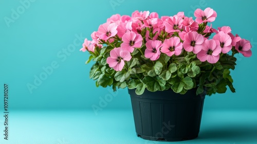 Wallpaper Mural Pink flowers in a black pot on a turquoise background. Torontodigital.ca