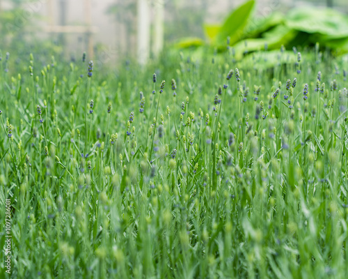 A vibrant lavender field in full bloom, showcasing nature's beauty with aromatic flowers. Perfect for themes of gardening, sustainability, and the peacefulness of nature. photo