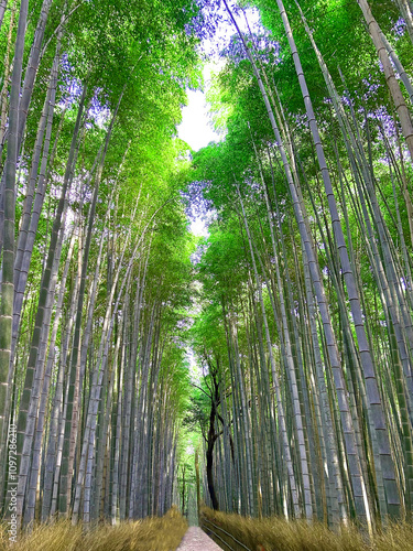 Path through the bamboo forest with giant bamboo, leaves on the sun peeking through photo