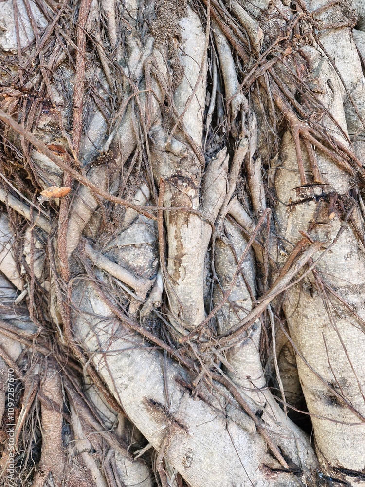 The roots of the tree, tangled, are often large and small, branching out in various directions, creating a complex and beautiful structure in itself.