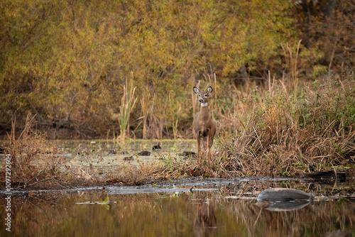 A white-tailed deer doe stands near a pond during autumn. She is reflected in the water. photo