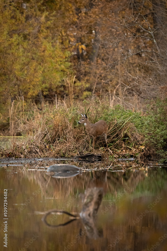A white-tailed deer doe stands near a pond during autumn. She is reflected in the water. A white-tailed deer doe stands near a pond during autumn. She is reflected in the water.