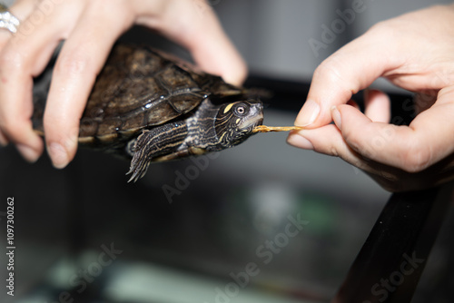 Primer plano de una tortuga sostenida delicadamente por una mano. La captura resalta los detalles únicos de su caparazón y su rostro curioso, invitando a reflexionar sobre la belleza y la delicadeza d photo