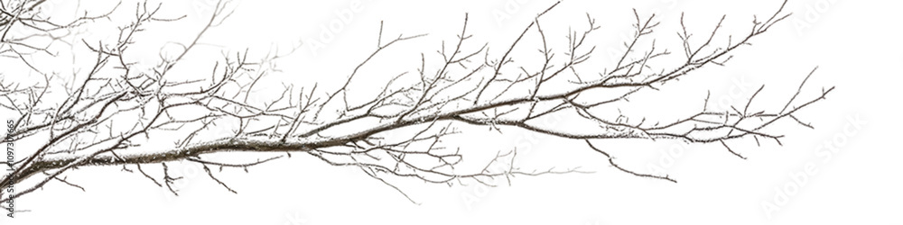 Obraz premium Elegant dried tree branch against a white background, perfect for minimalistic designs and nature themes