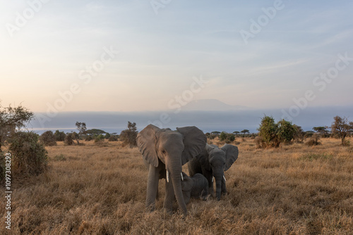 Photography elephants in the savannah