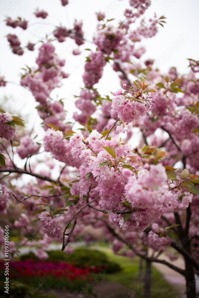 Close up of tender pink blossom on sakura tree Close up of tender pink blossom on sakura tree