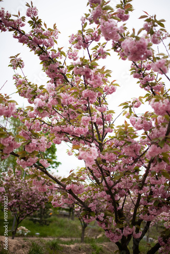 Cherry Blossom in spring with Soft focus, Sakura season in korea