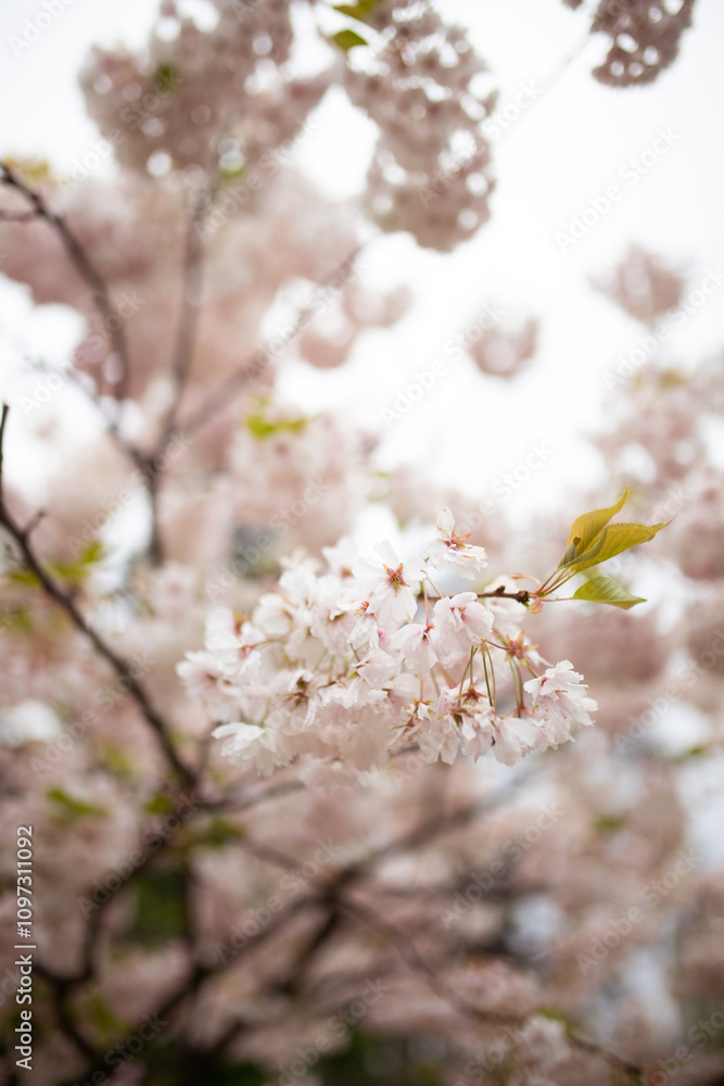 Naklejka premium Close up of tender pink blossom on sakura tree