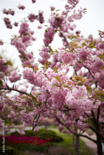 Close up of tender pink blossom on sakura tree