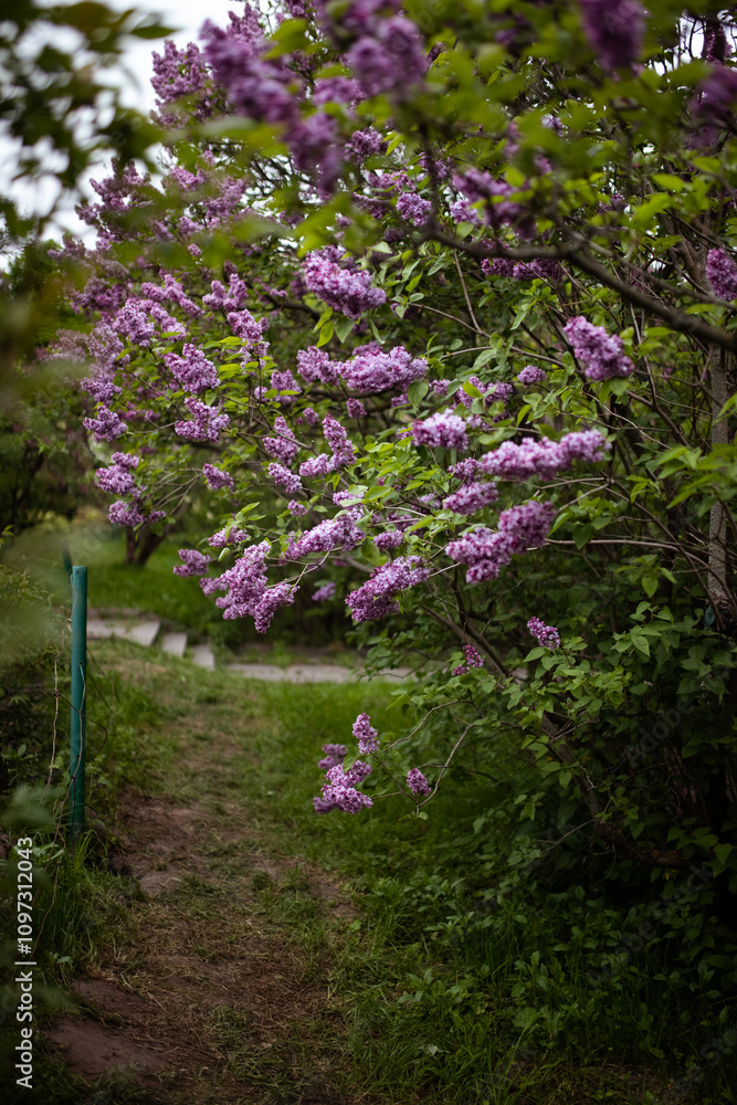White and pink lilac bushes blooming in spring garden White and pink lilac bushes blooming in spring garden