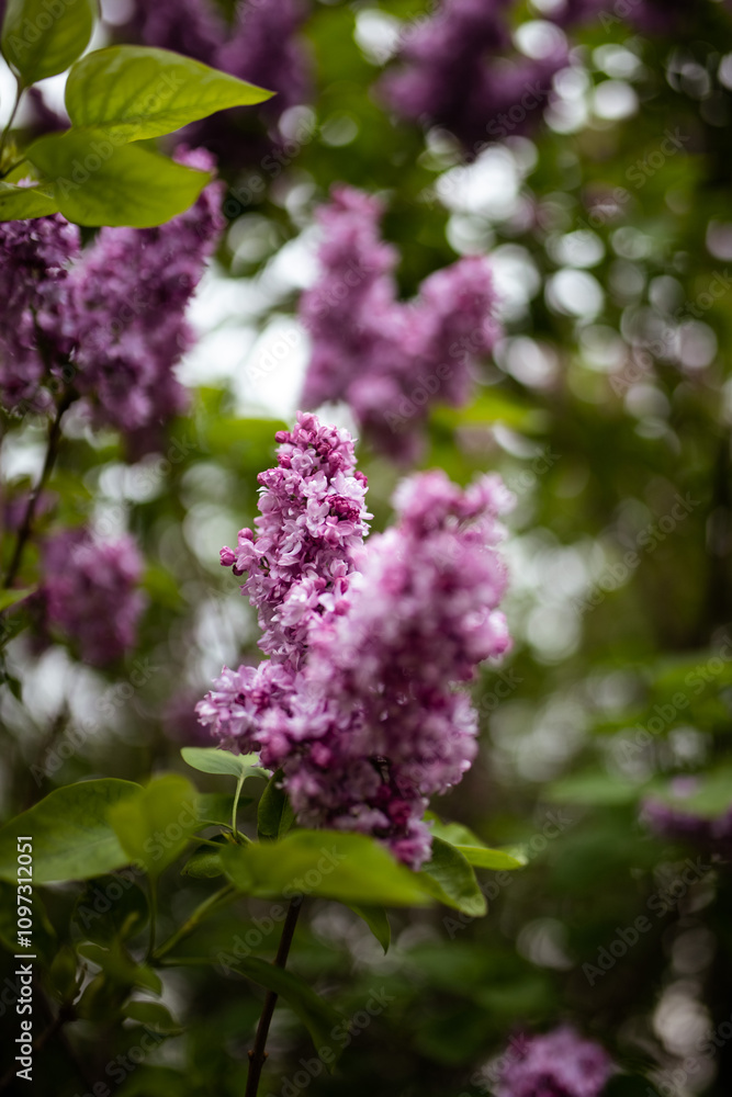 Inflorescence of pink flower lilac with green leaves on bush tree branch on sunny spring day bright blooming flowers plants vegetation natural background Inflorescence of pink flower lilac with green leaves on bush tree branch on sunny spring day bright blooming flowers plants vegetation natural background