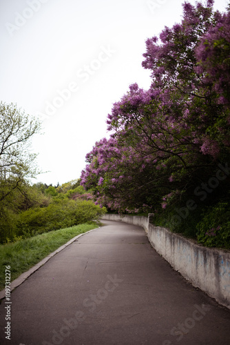 Beautiful landscape with old lilac tree blossoming in the garden and path in the middle