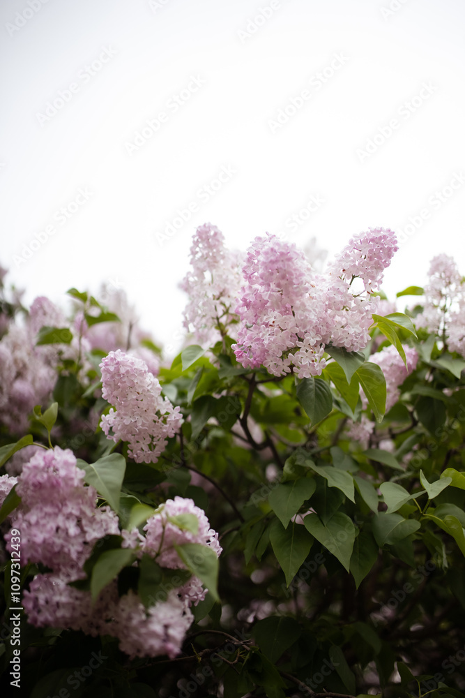 Obraz premium Inflorescence of pink flower lilac with green leaves on bush tree branch on sunny spring day bright blooming flowers plants vegetation natural background
