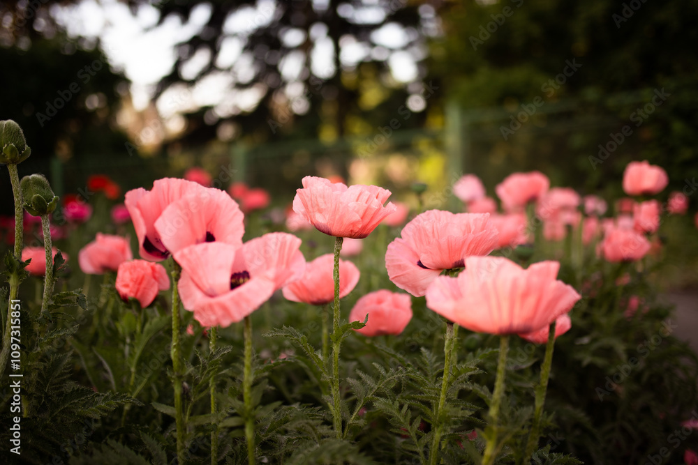 Amazing beautiful multitude of poppies growing in a field of wheat at sunrise with dew drops Amazing beautiful multitude of poppies growing in a field of wheat at sunrise with dew drops