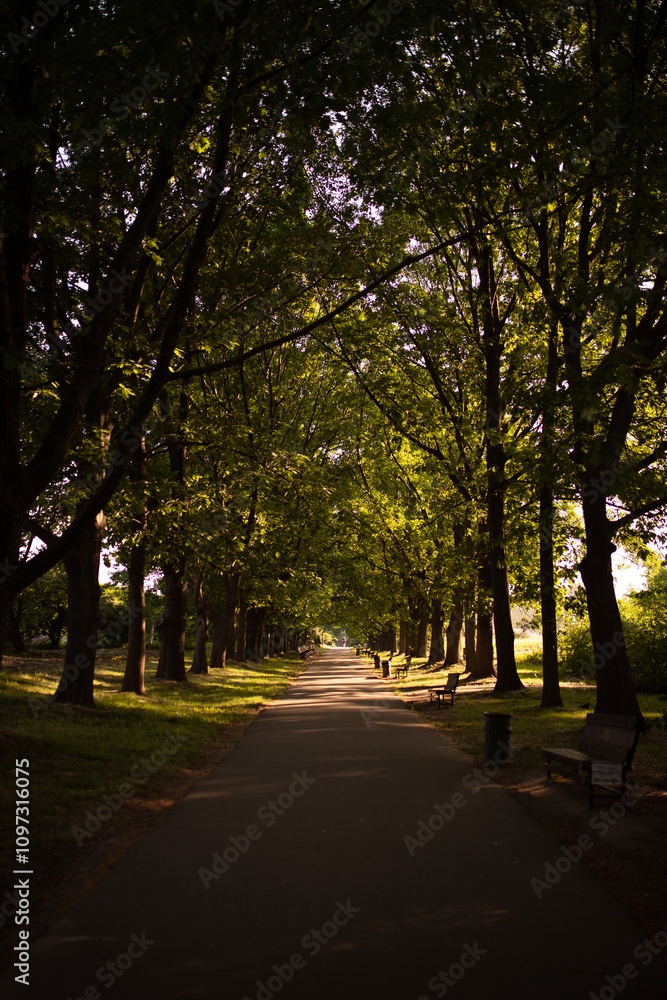 Empty road lined with towering oak trees, peaceful and isolated in the park Empty road lined with towering oak trees, peaceful and isolated in the park