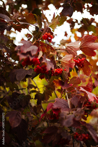 Bright red guelder rose berries and red leaves of Viburnum opulus from high angle view
