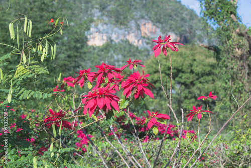 Poinsettia Plant Flower Growing in Cuban Countryside Vinales photo