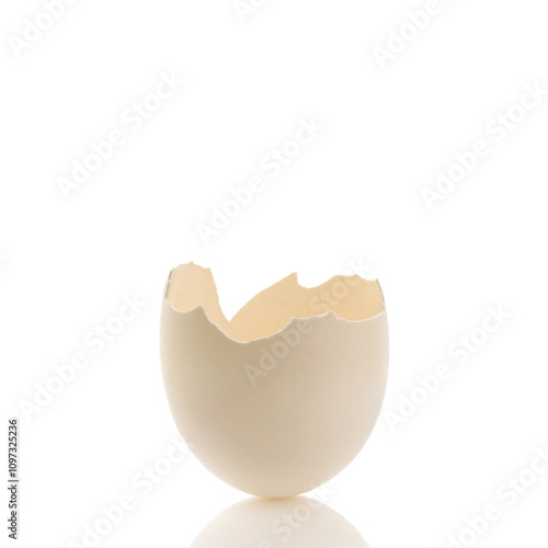 empty white eggshell photo