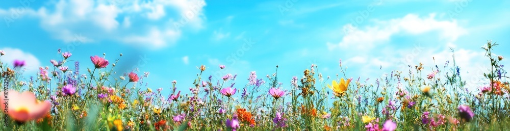 A vibrant field of wildflowers under a bright blue sky with fluffy clouds. A vibrant field of wildflowers under a bright blue sky with fluffy clouds.