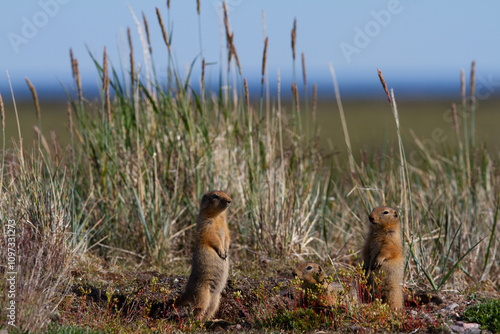 Ground squirrel, also known as Richardson ground squirrel or siksik in Inuktitut, standing among arctic grass and looking around, Arviat, Nunavut, Canada photo