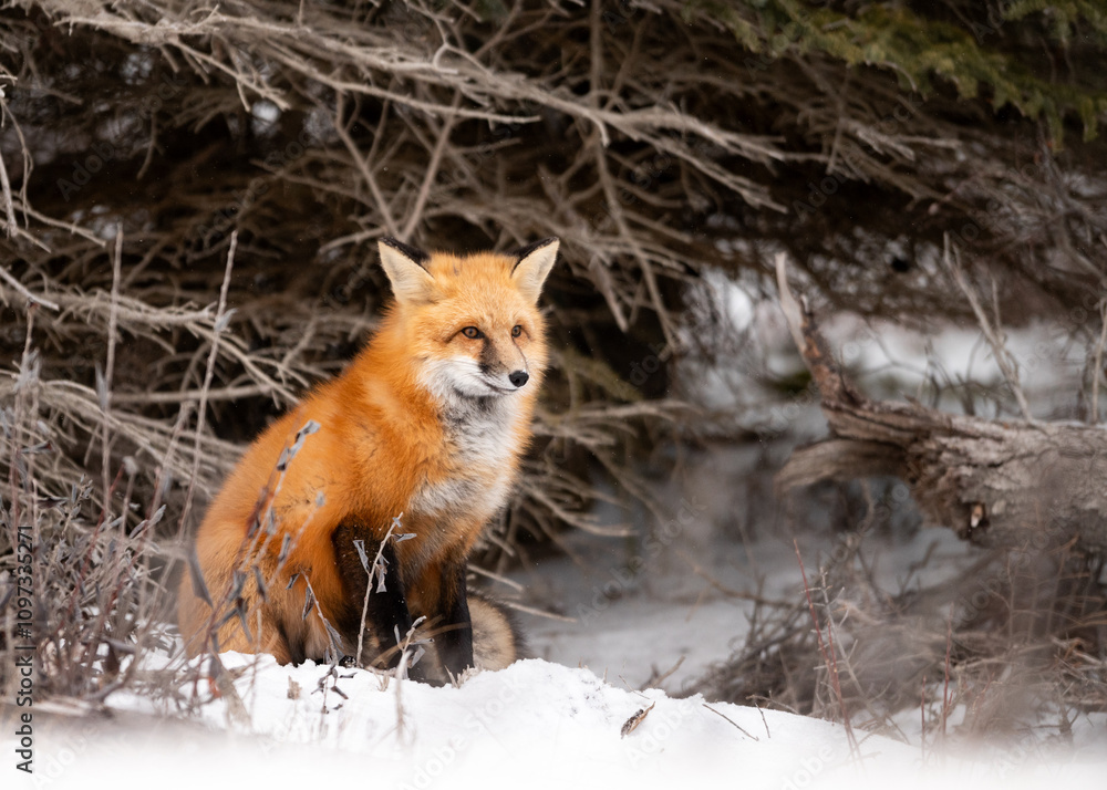 Naklejka premium Red Fox Portrait in Snow