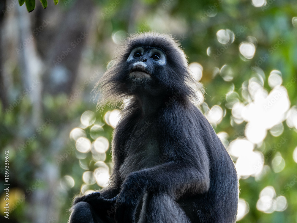 Fototapeta premium Dusky Leaf Monkey