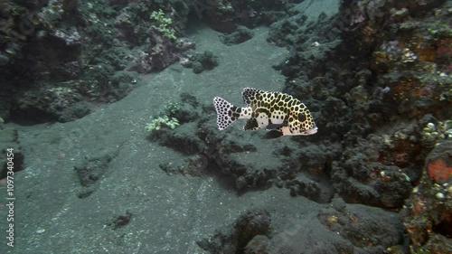 The spotted fish swims in the water column of a tropical sea. Harlequin Sweetlips (Plectorhinchus chaetodonoides). It is believed that juveniles may imitate toxic flatworms with chaotic movements. photo