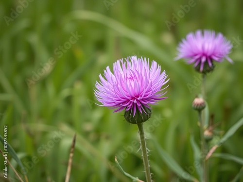 Pink wild thistle flower in a grassy meadow, thorny, sunny