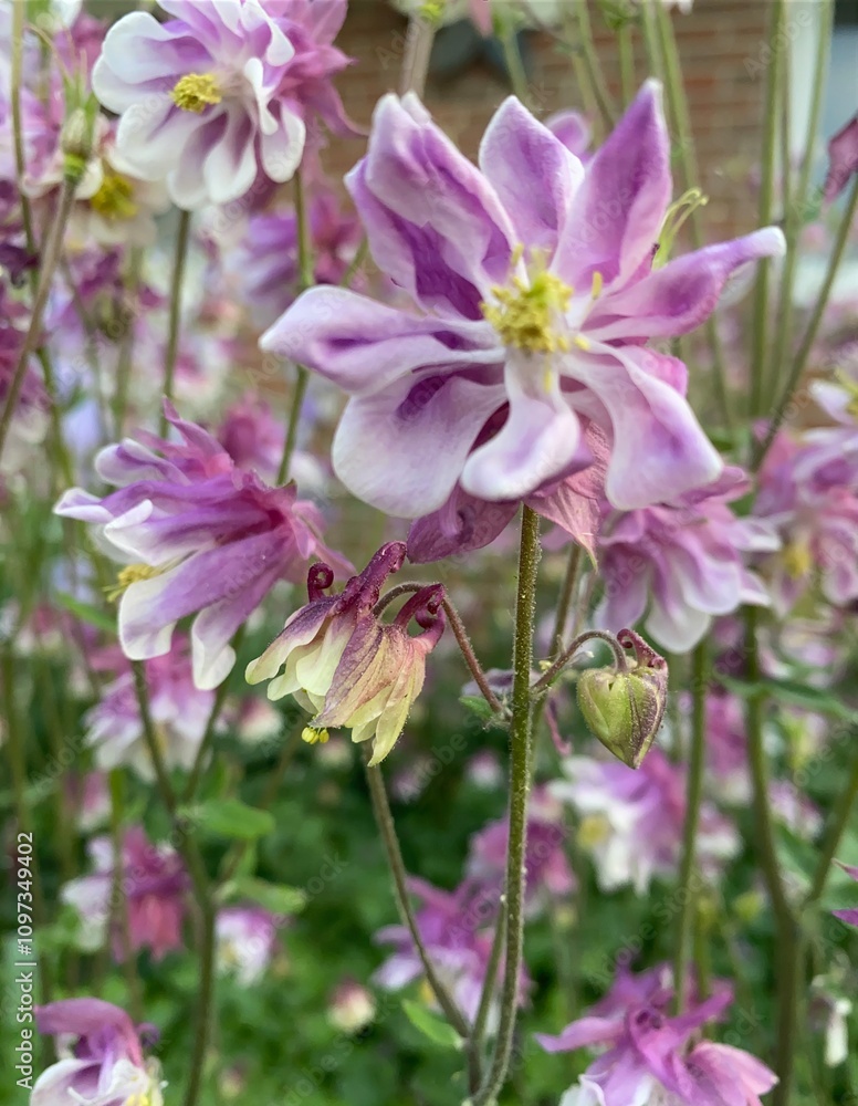 Fototapeta premium flower in the garden