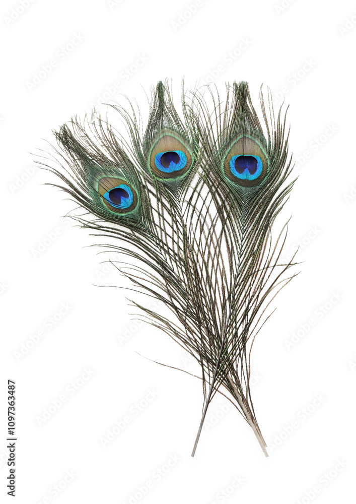 Fototapeta premium Three beautiful peacock feathers isolated on white