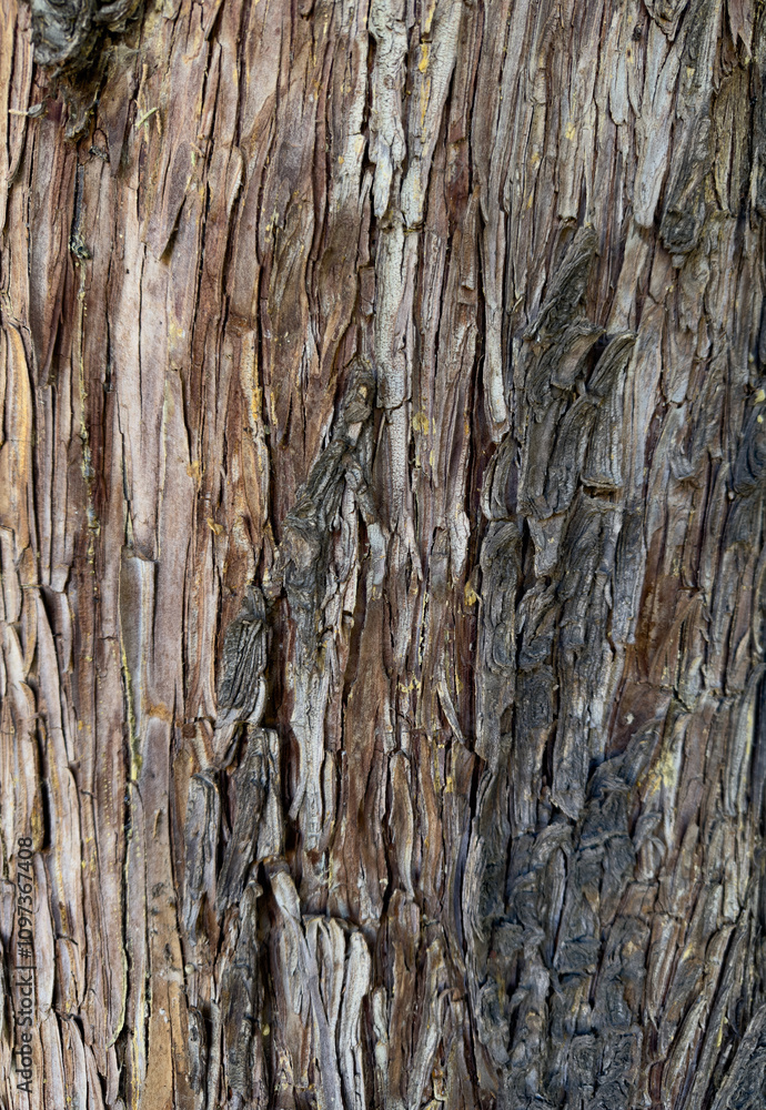 Textura de corteza de árbol Textura de corteza de árbol