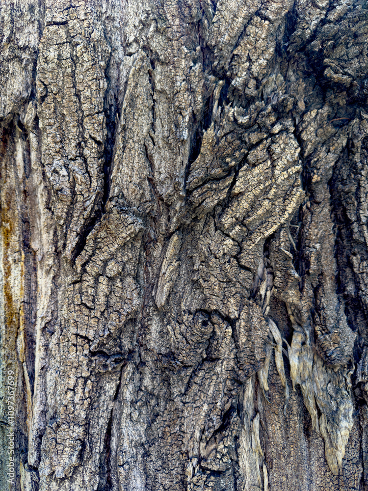 Obraz premium Textura de corteza