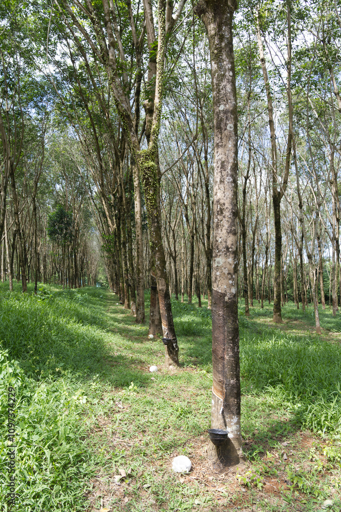 Obraz premium Plantation d'hévéa en Thaïlande