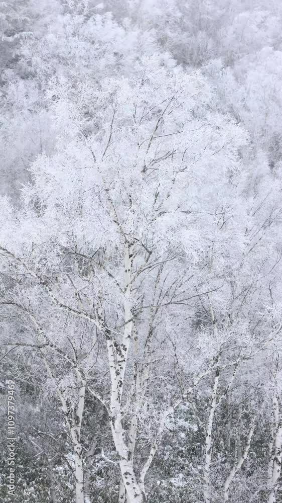 vertical video of frost and snow covered trees in winter, snow falling in forest vertical video of frost and snow covered trees in winter, snow falling in forest