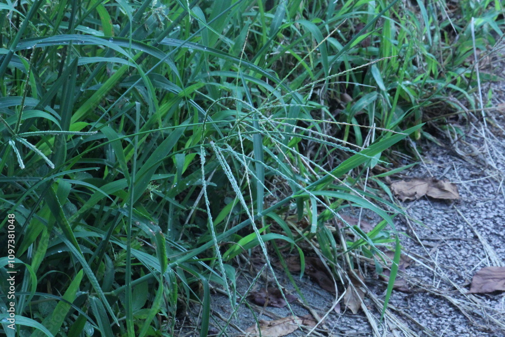 Image of green grass blooming on the Daecheongcheon trail Image of green grass blooming on the Daecheongcheon trail