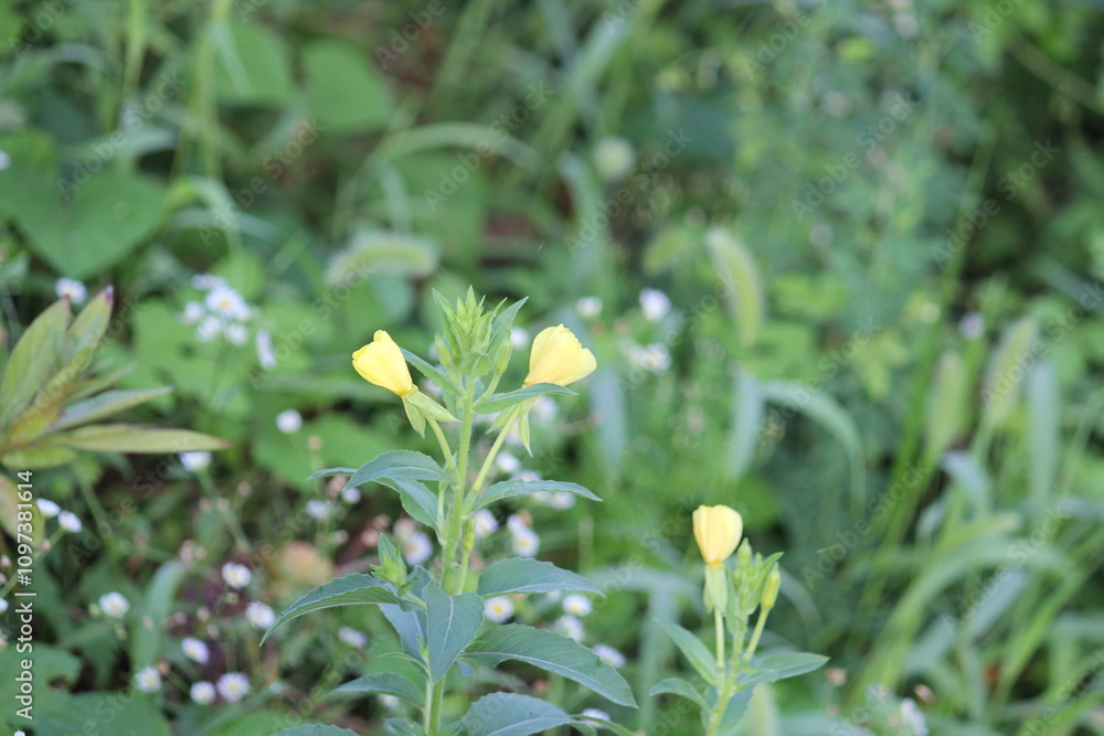 Image of moonflowers blooming on the Daecheongcheon Stream Trail Image of moonflowers blooming on the Daecheongcheon Stream Trail