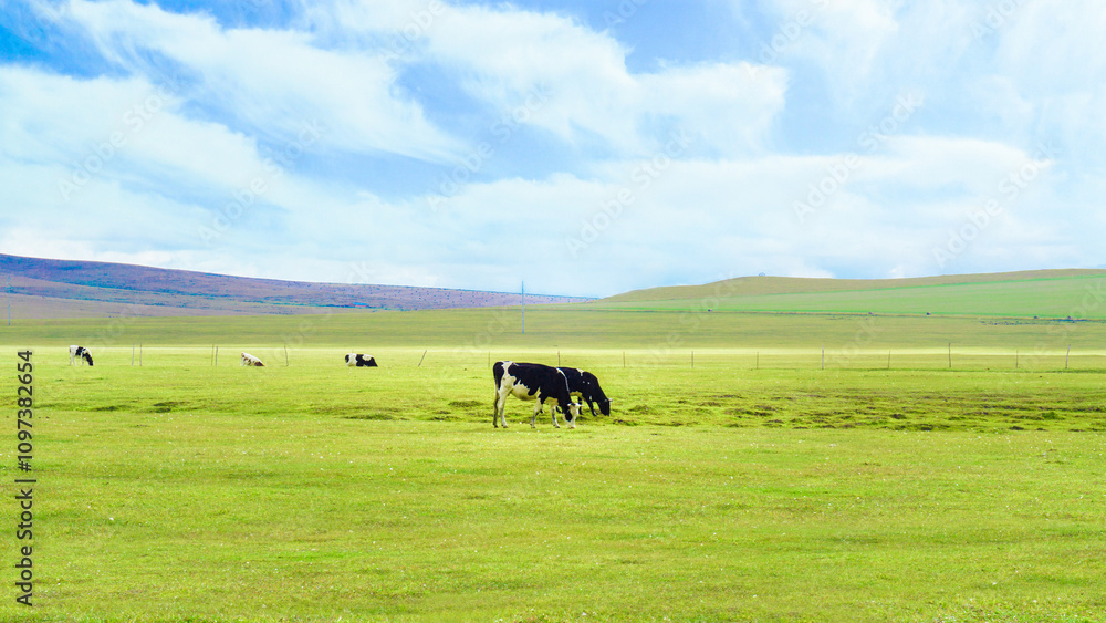 Expansive view of the Hulunbuir Grassland in Inner Mongolia, China, featuring grazing cattle under a vast blue sky, lush green pastures, and rolling hills, themes of nature, agriculture, and travel Expansive view of the Hulunbuir Grassland in Inner Mongolia, China, featuring grazing cattle under a vast blue sky, lush green pastures, and rolling hills, themes of nature, agriculture, and travel