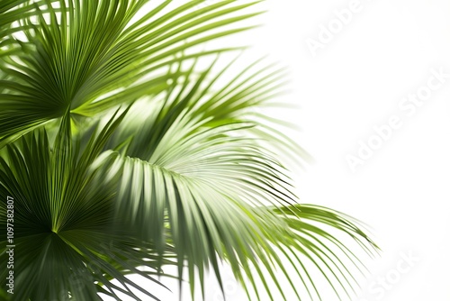 Lush green palm leaves against a bright background, creating a fresh and vibrant atmosphere.