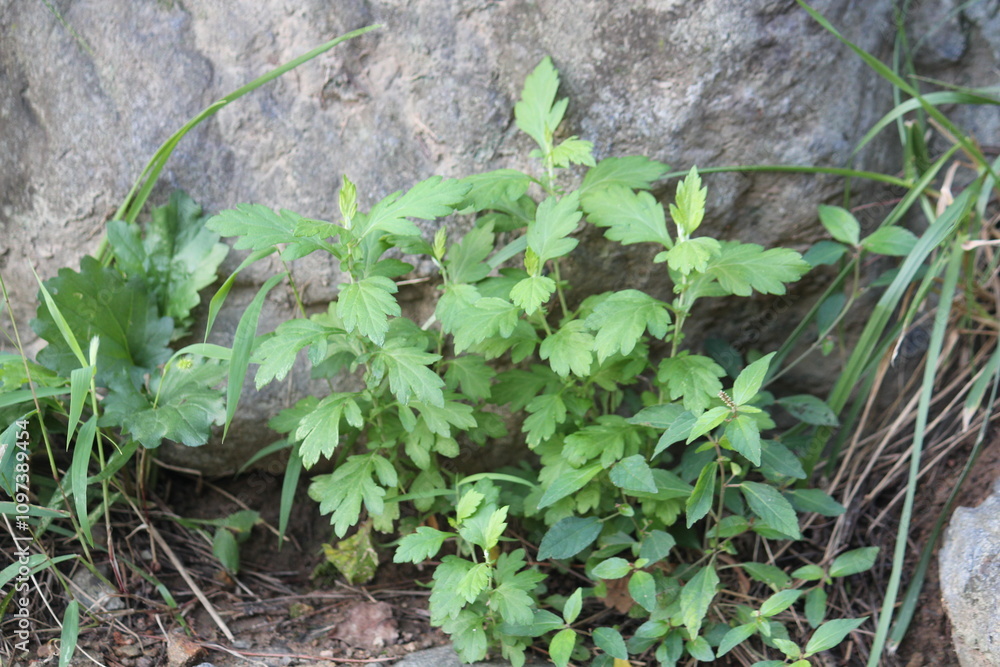 Image of mugwort blooming on the Daecheongcheon trail Image of mugwort blooming on the Daecheongcheon trail