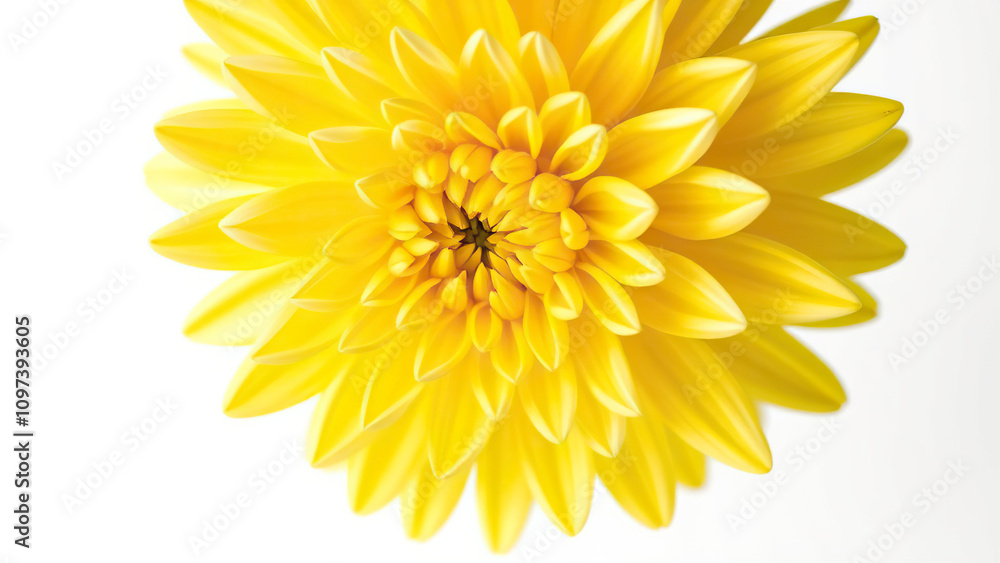 Close-up of bright yellow chrysanthemum flowers with white accents, yellow, close-up, botanical, white Close-up of bright yellow chrysanthemum flowers with white accents, yellow, close-up, botanical, white