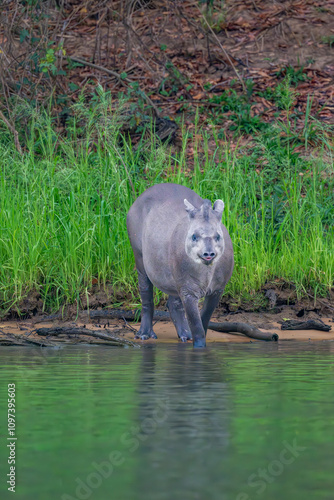 Brazilian Tapir