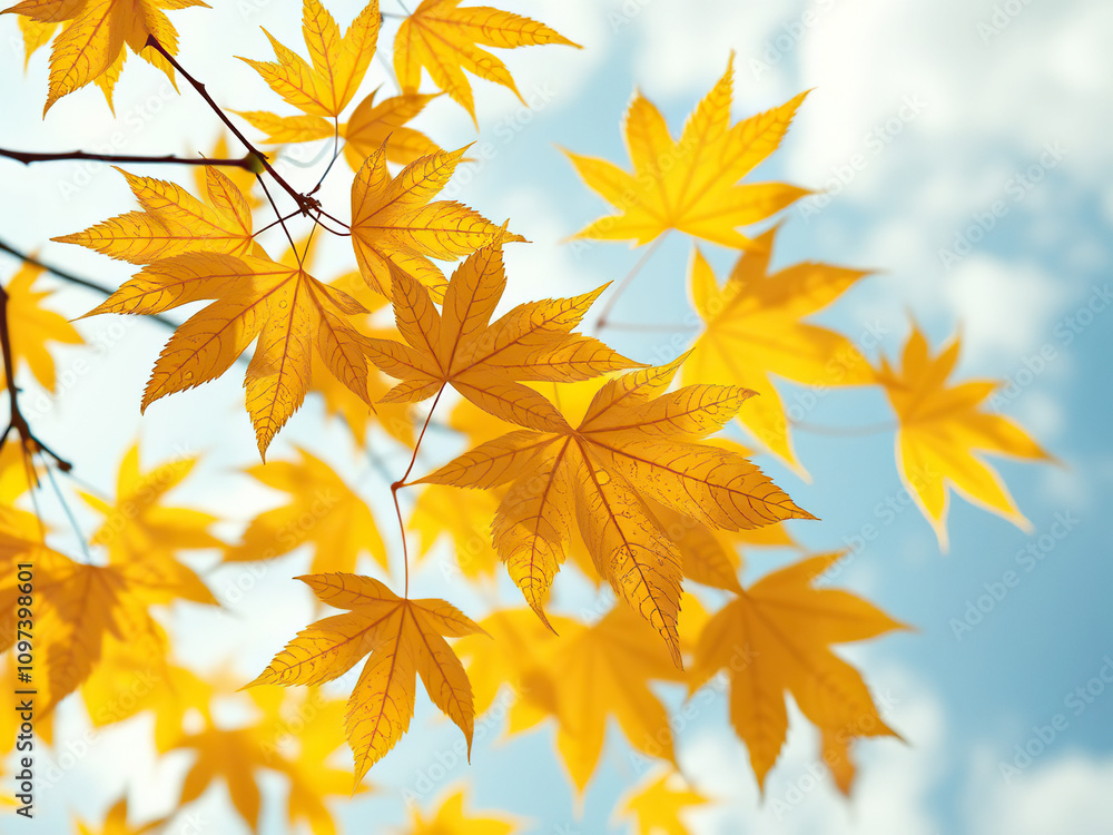 Droplets on yellow and green autumn maple leaves with sky in background, nature photography, autumnal leaves, wet Droplets on yellow and green autumn maple leaves with sky in background, nature photography, autumnal leaves, wet