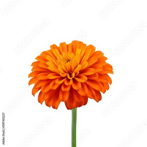 orange gerber daisy isolated