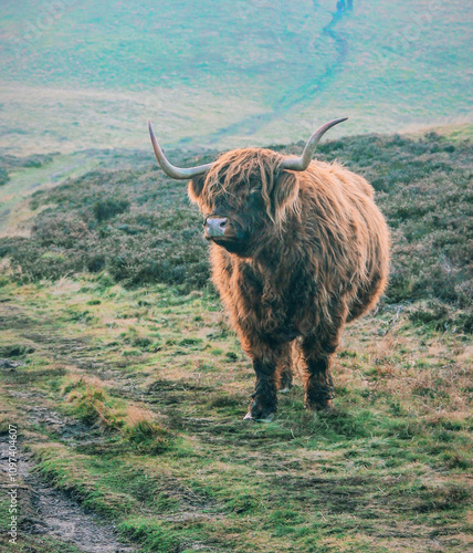 фотографія highland coo with horns in scotland in the hills with white sky and rural scener