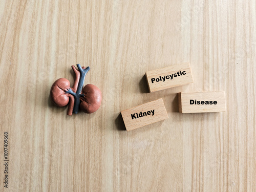 A miniature kidney model is placed beside three wooden blocks spelling 