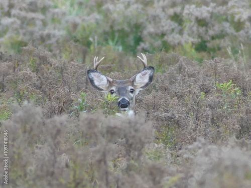 white-tailed​ deer in tall grass photo